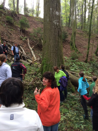 gemuetlicher waldgang 1 20141004 1394184534 gemuetlicher waldgang 1 20141004 1394184534