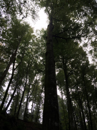 gemuetlicher waldgang 3 20141004 2029967108